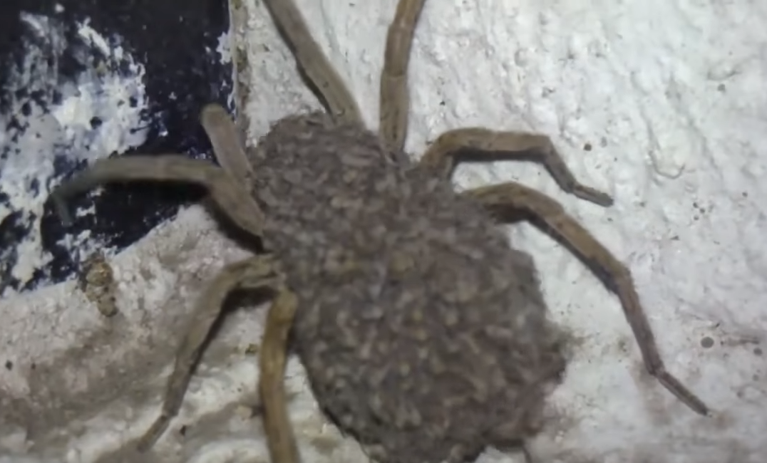 Une Enorme Araignee Porte Ses Bebes Sur Son Dos Petit Journal Une Enorme Araignee Porte Ses Bebes Sur Son Dos Petit Journal